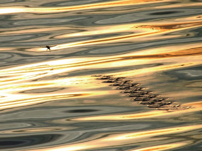Flying Fish | Sport Fishing Mag