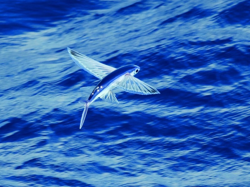 Flying Fish | Sport Fishing Mag