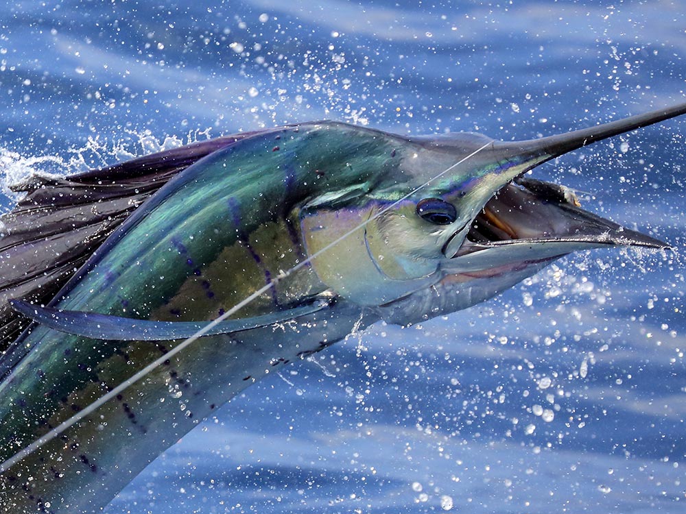 Your Guide to Fishing for Marlin, Sailfish and other Florida Billfish