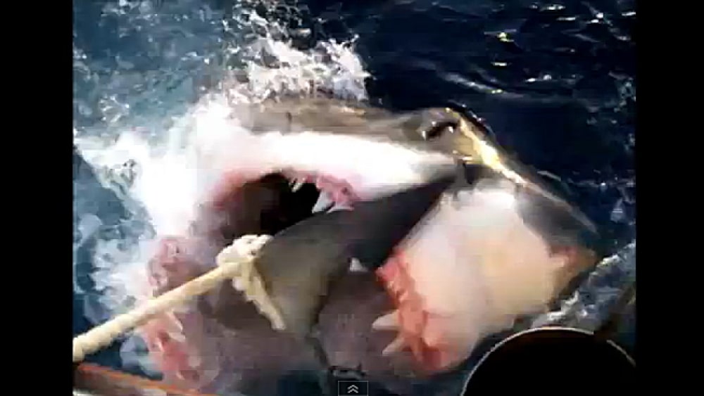 Huge Shark Attacks Another Shark Next to Boat | Sport Fishing Mag