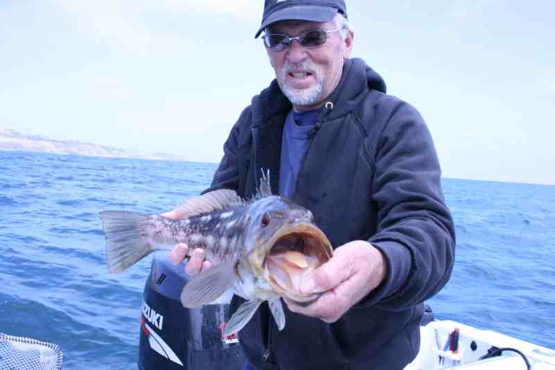 Big calico bass are biting full speed off Southern California Big calico bass are biting full speed off Southern California