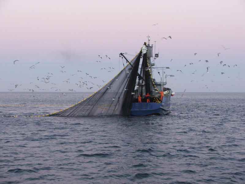 California Commercial Squid Season Closed Effective November 21, 2012 California Commercial Squid Season Closed Effective November 21, 2012
