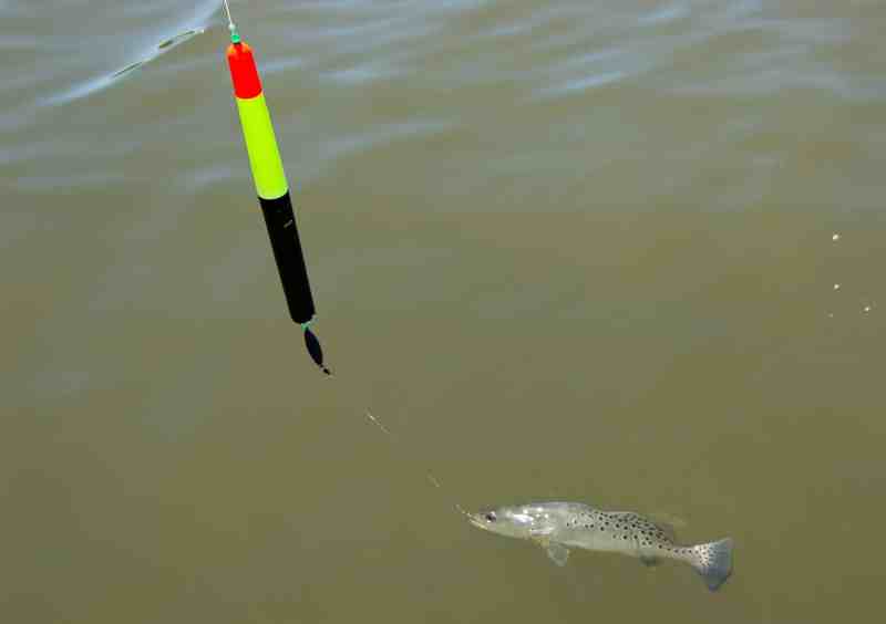 Trout caught using a pencil float