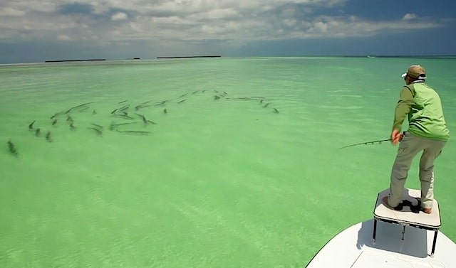 Revealing Tarpon Video: 