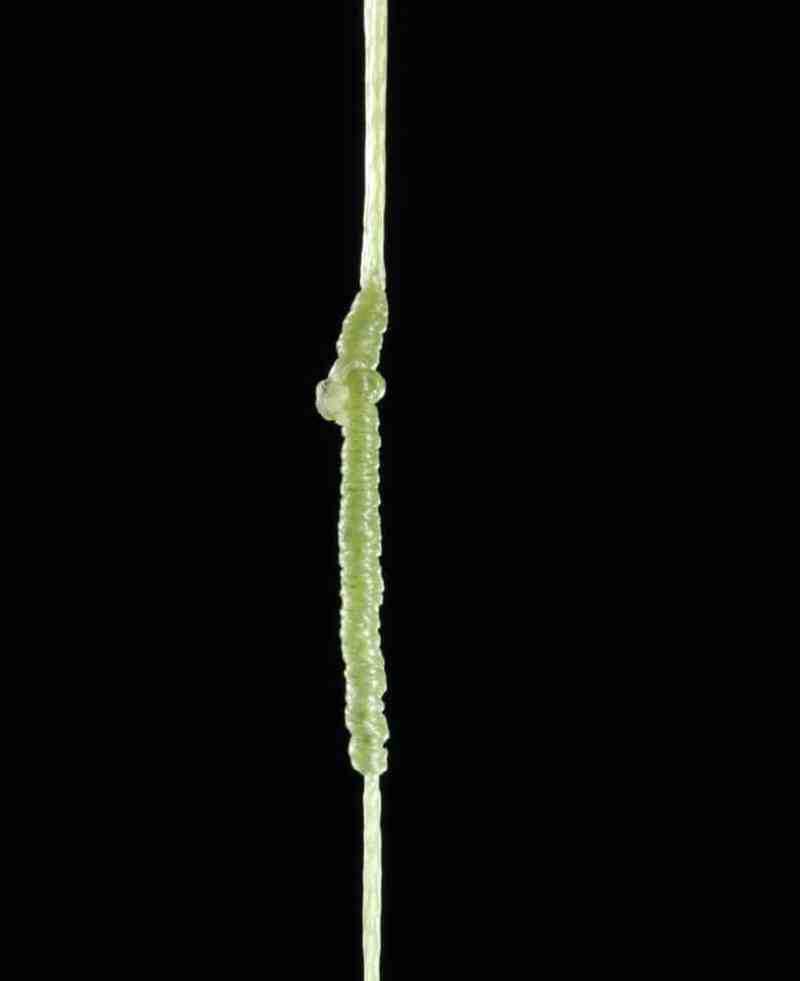 A Bimini twist knot connecting braided fishing line to leader