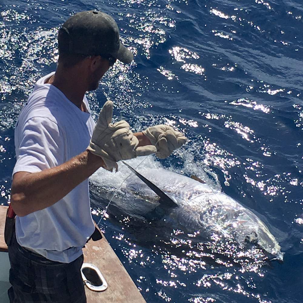 Giant Bluefin Tuna Caught on Florida Keys Reef Sport Fishing Mag