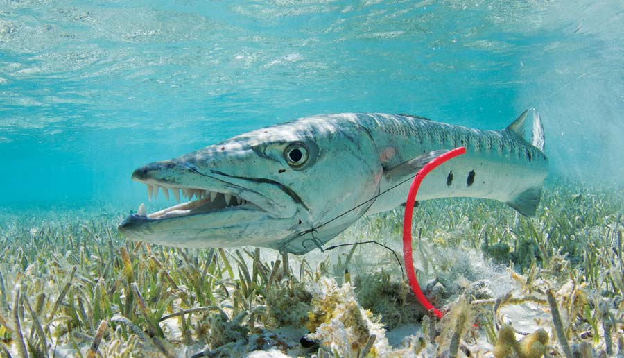 Barracuda: Supersonic Game Fish Of The Flats Sport Fishing, 60% OFF