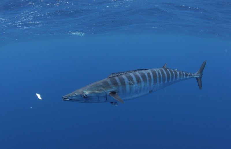 Wahoo fishing out of Venice, Lousiiana - underwater wahoo