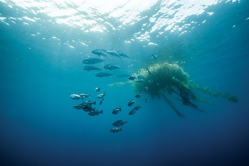 mahi near weed patches