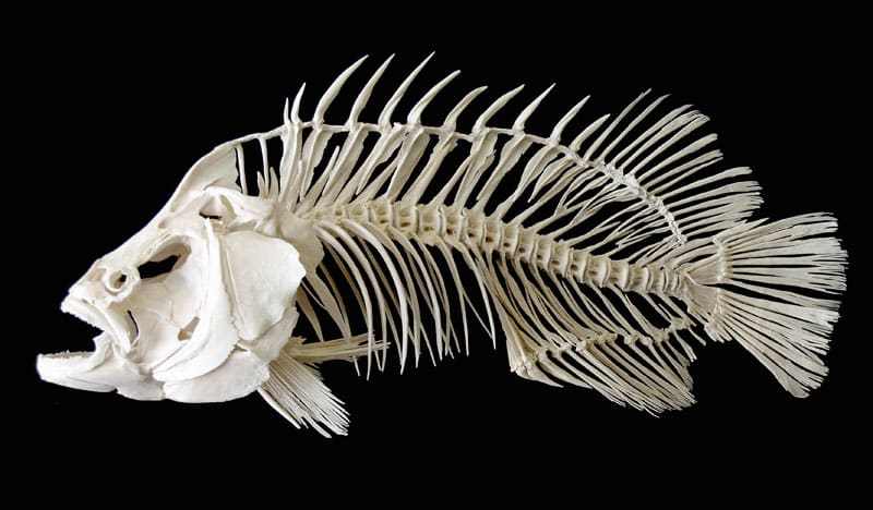 Fish Skeletons | Sport Fishing Mag
