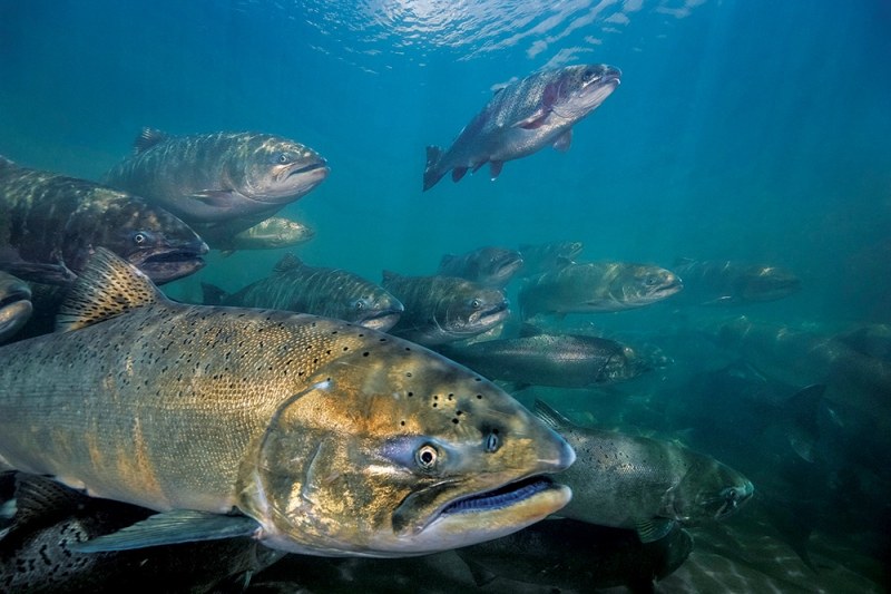 fishing-tides-3-markconlin-seapics.jpg