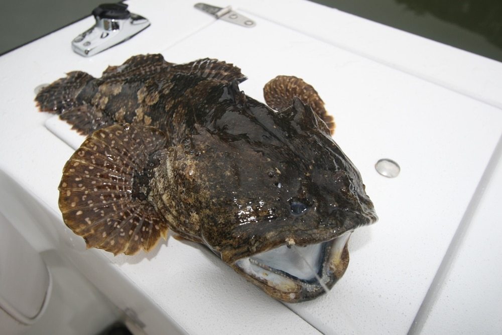 Strange, Beautiful and Frightening Fishes from January Fish Facts ...