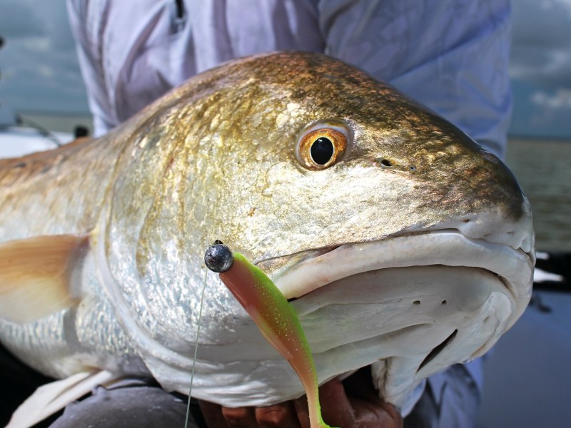Z-Man redfish catch