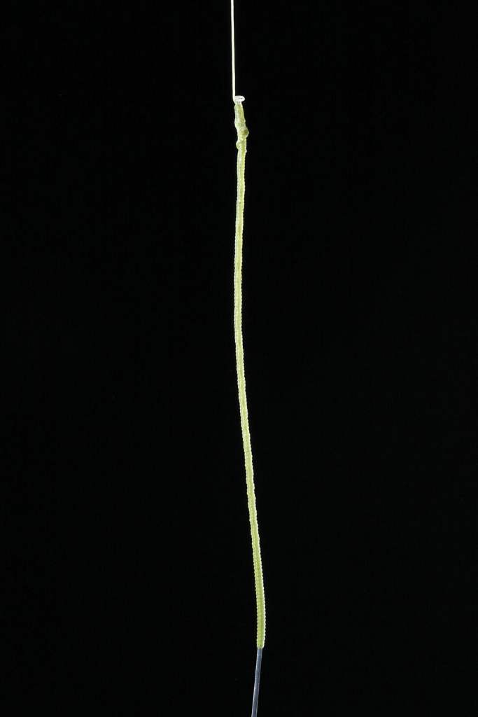 A PR Bobbin knot connecting braided fishing line to leader