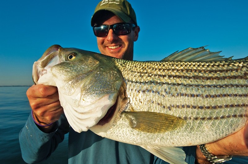 Role Reversals Fisherman holding striped bass caught deep sea fishing offshore
