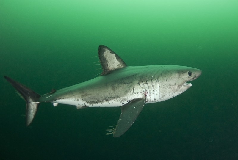Shark Fishing - An Angler's Guide to Species: Salmon shark