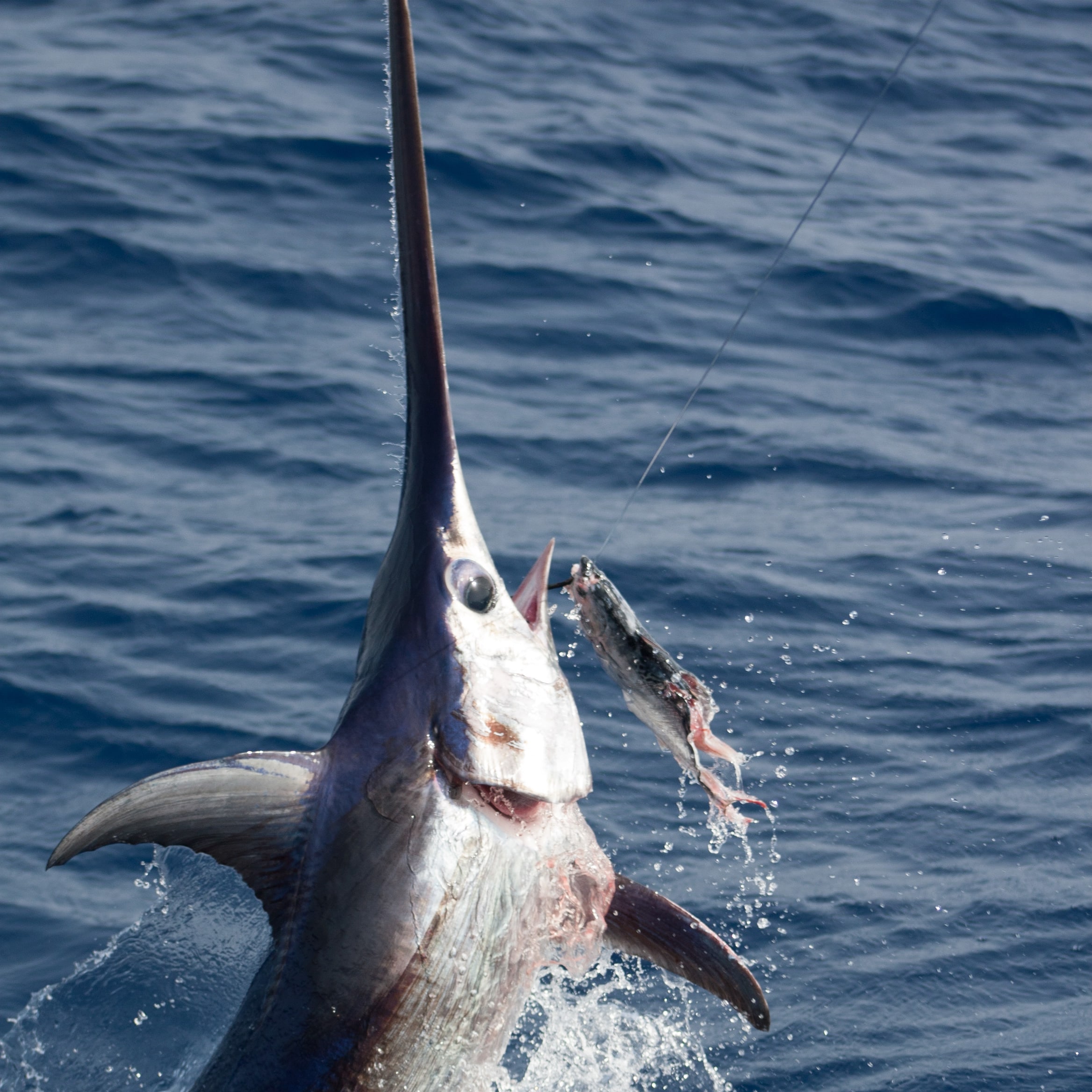 Blue Marlin  National Geographic