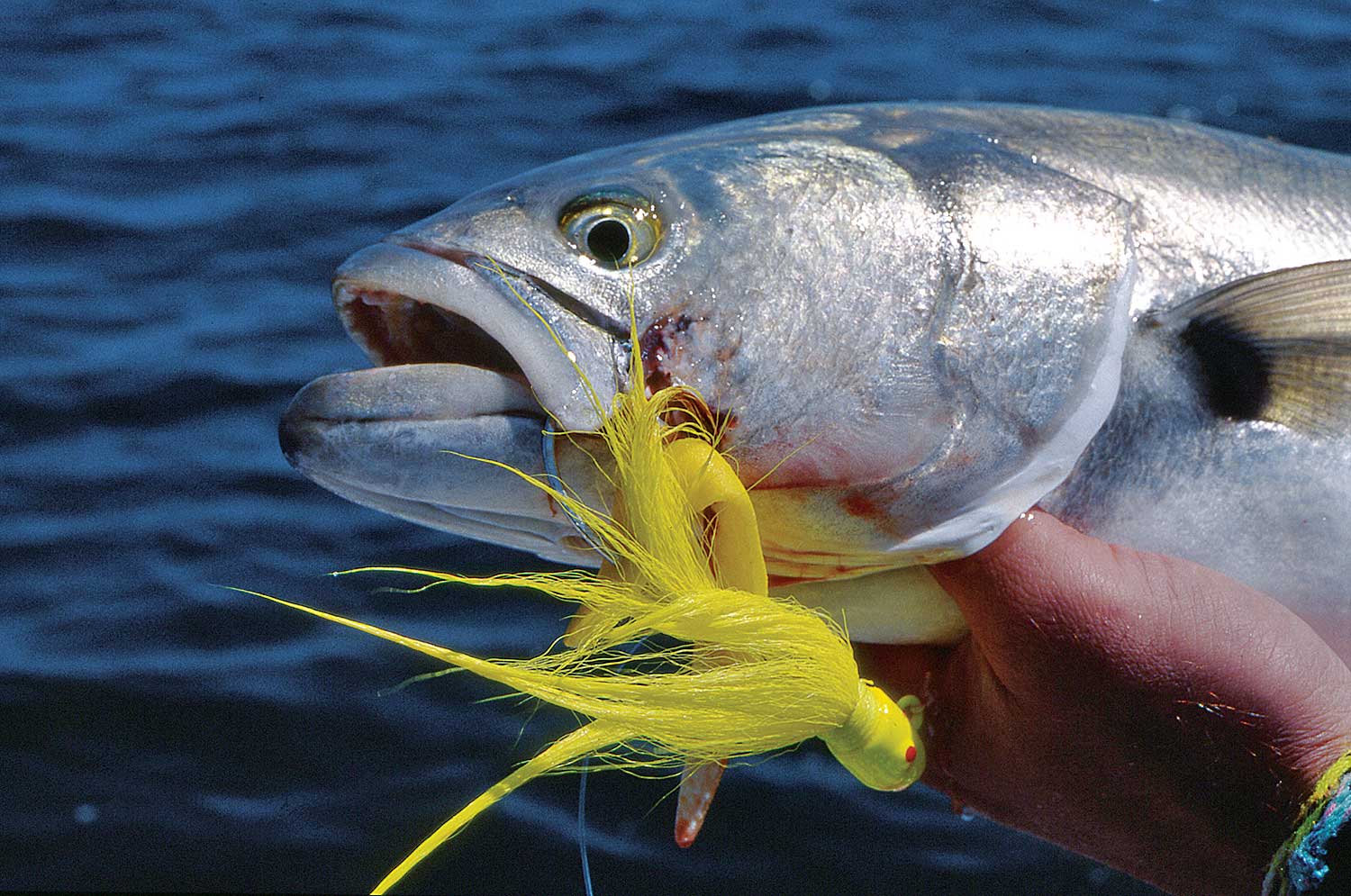 How To Fish Bucktails Jigs To Catch More Fish | Sport Fishing Mag