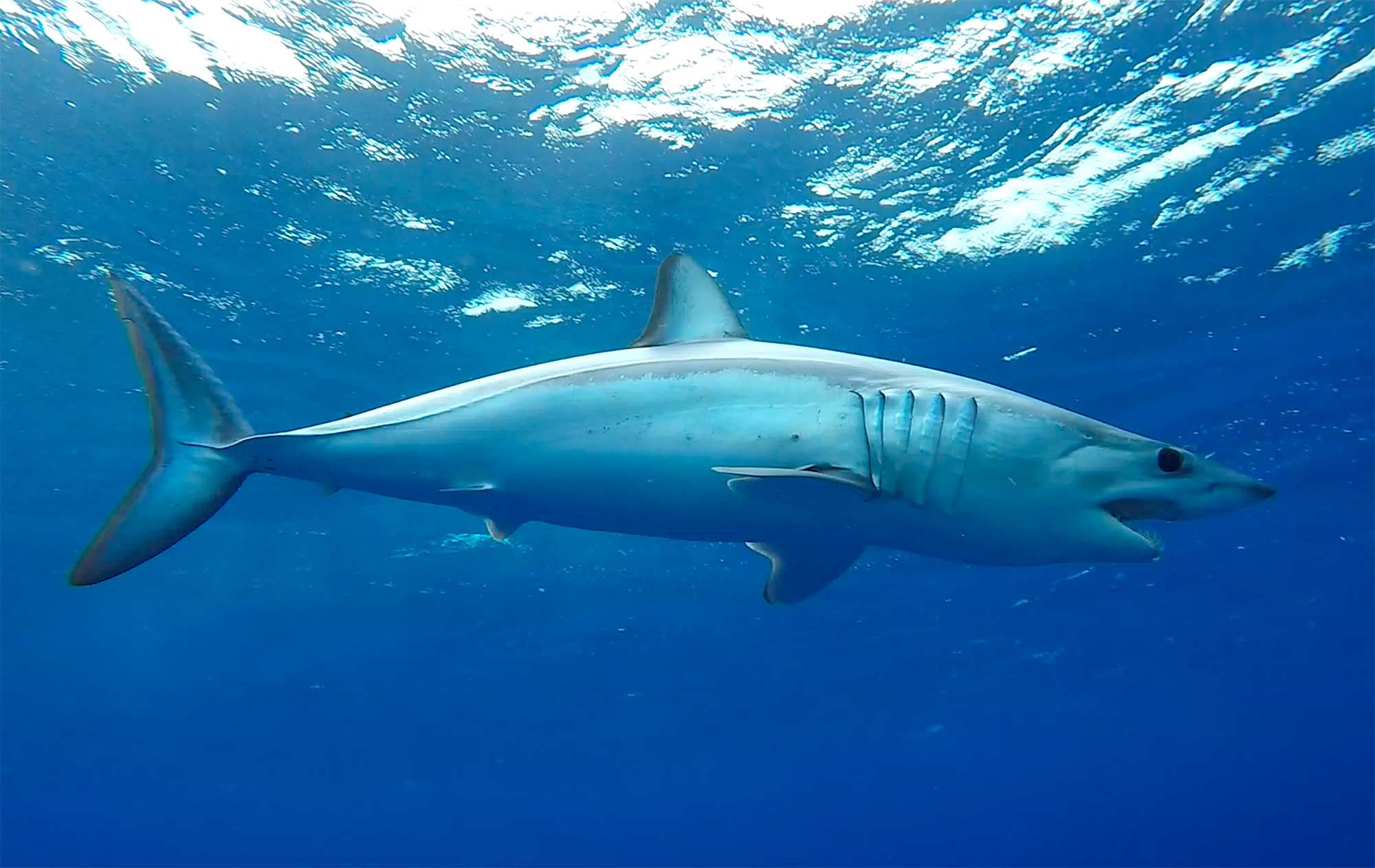 Mako Shark’s Remarkable Journey Of Nearly 6,000 Miles | Sport Fishing Mag