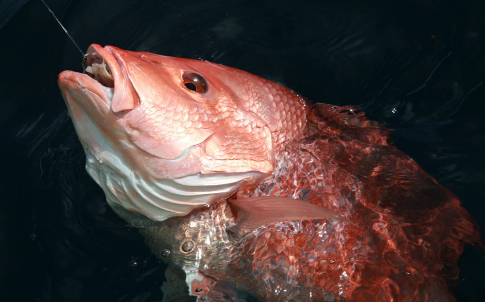 Florida Announces 40Day Red Snapper Season Sport Fishing Mag