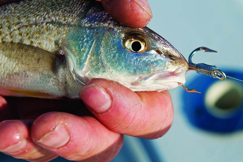 Small croaker rigged as live fishing bait for stripers