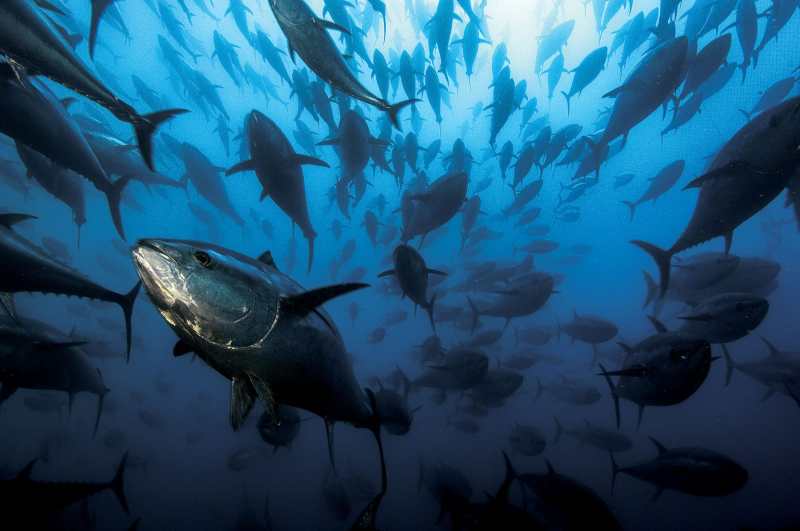 NGS Picture Id:1055393 School of bluefin tuna