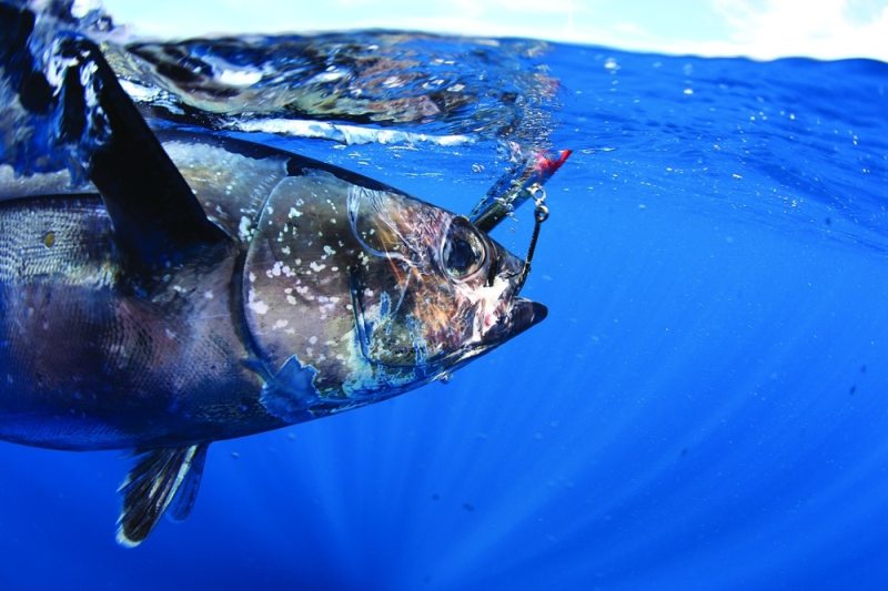 Best Places to Catch Albacore Along the Pacific Coast | Sport Fishing Mag