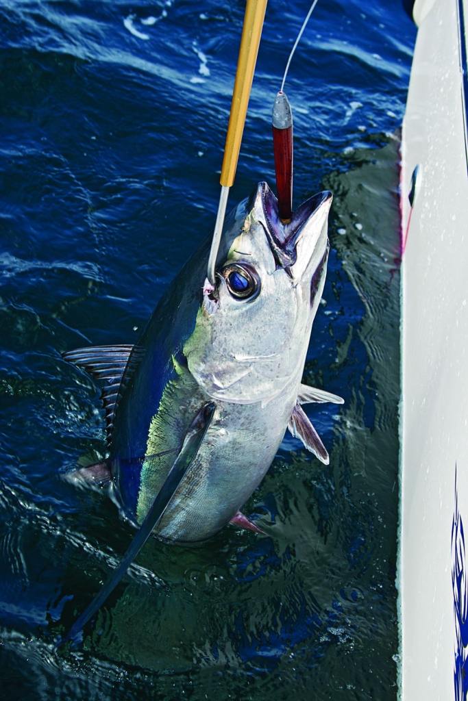 Best Places to Catch Albacore Along the Pacific Coast | Sport Fishing Mag