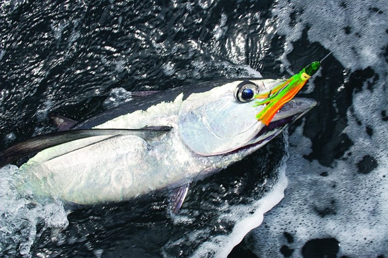 Best Places to Catch Albacore Along the Pacific Coast | Sport Fishing Mag