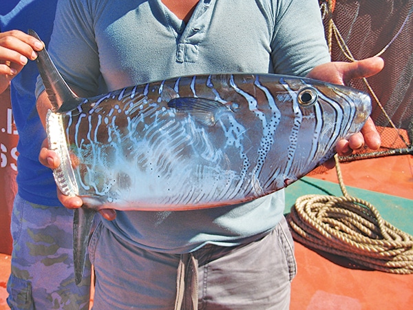 Mystery from the Middle of Nowhere slender mola