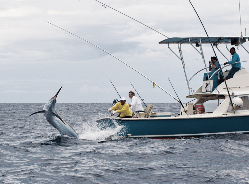 Animal Magnetism Marlin jumping next to a deeps fishing boat