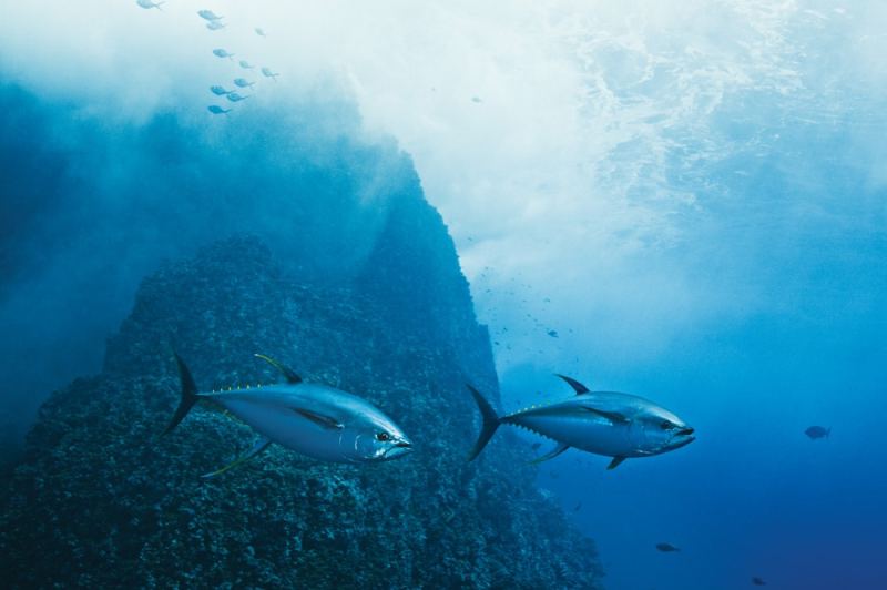 Chunking Techniques for Tuna