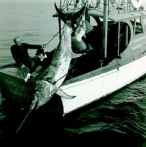 Ted Williams Displays Deep-Sea Fishing Catch History (24 x 36)