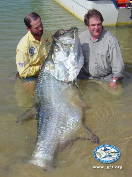 Did Three Anglers Release the Largest Tarpon Ever Caught on Rod-and ...