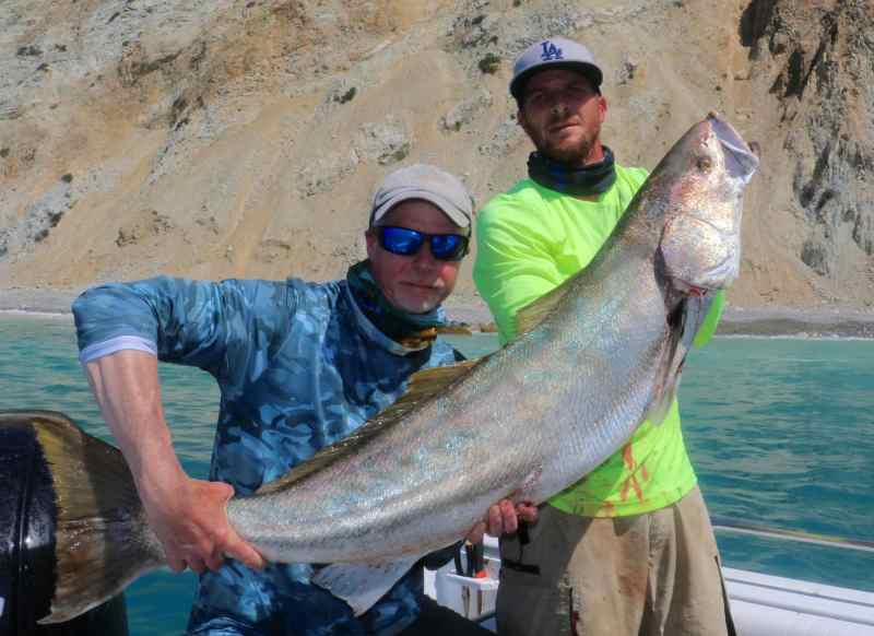 01-SPF-White-Seabass Large white seabass