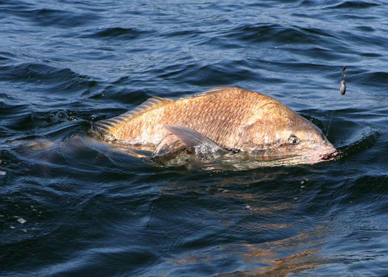 1-black-drum-chesapeake-bay A black drum fish in chesapeake bay.