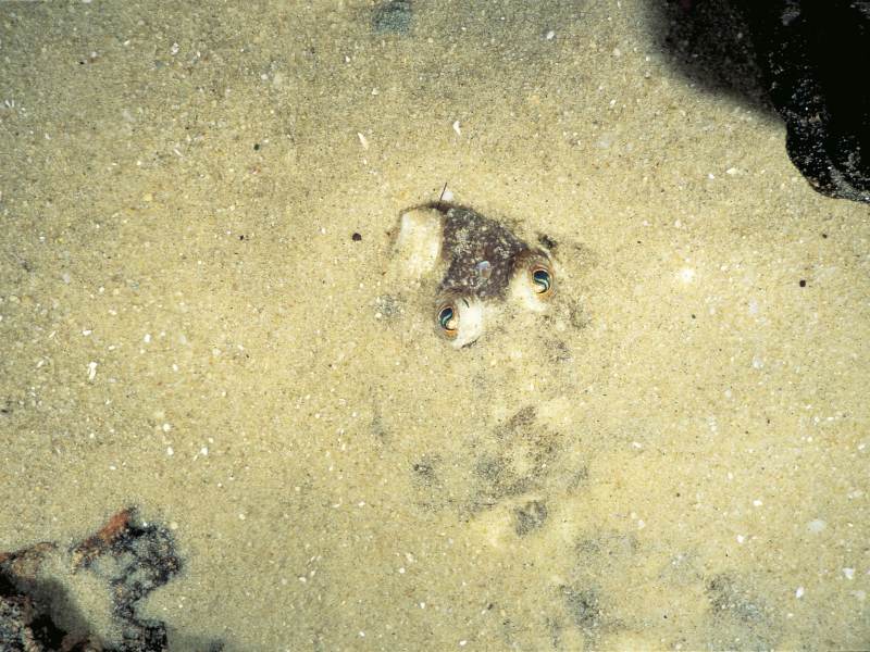 1-TimSimos-dg13 Flounder buried in sand