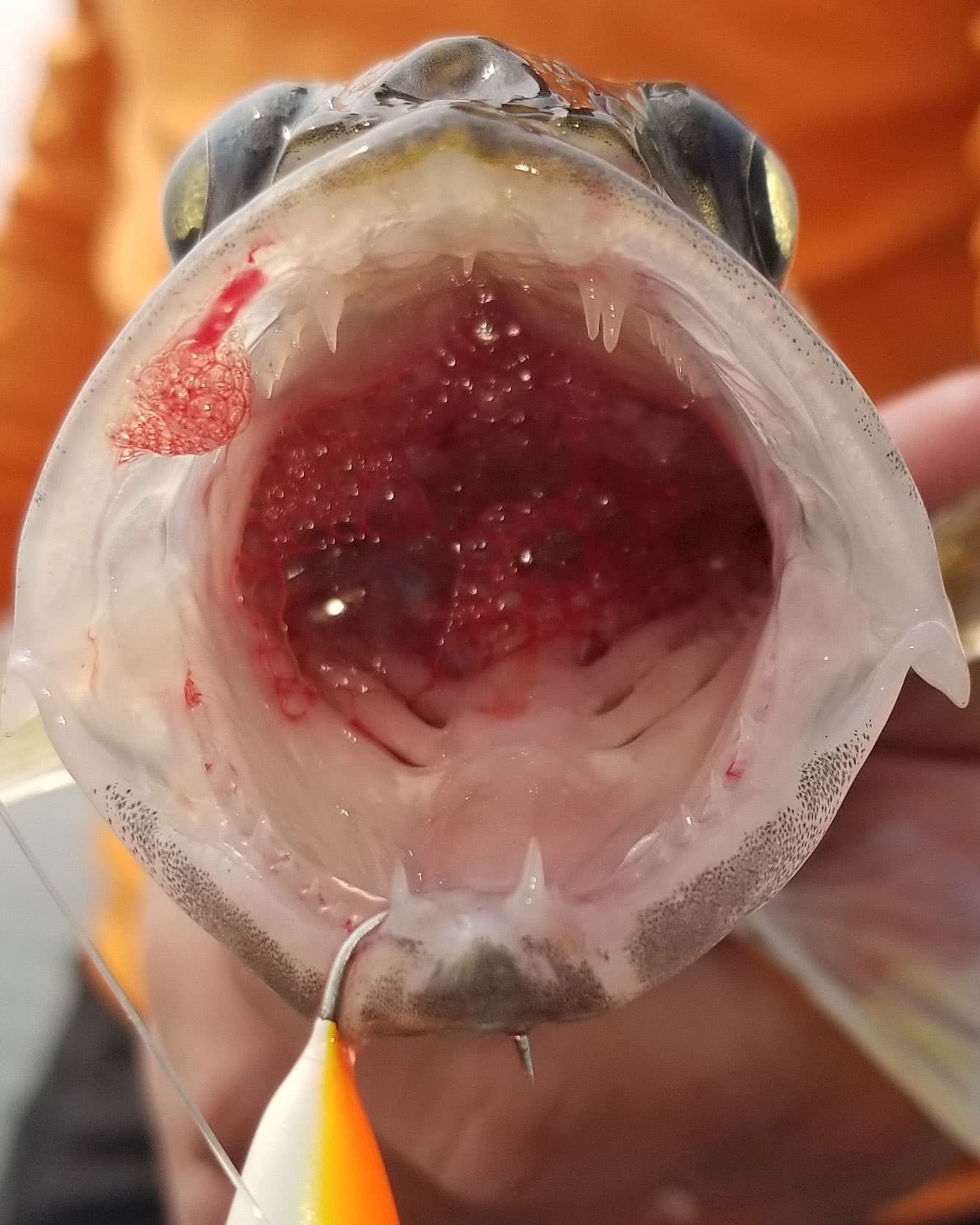 https://www.sportfishingmag.com/wp-content/uploads/2022/08/SPF0822-barotrauma-mouth-and-eyes.jpg