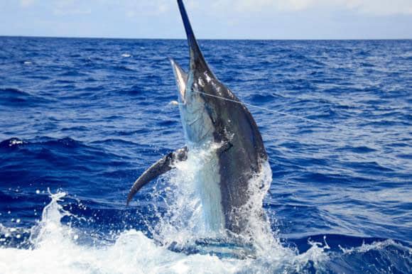 SPF0922-Grander-marlin Large marlin jumping