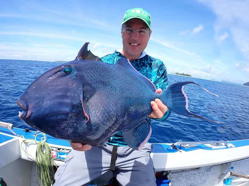 SWS122-5-Blue-Triggerfish Blue Triggerfish