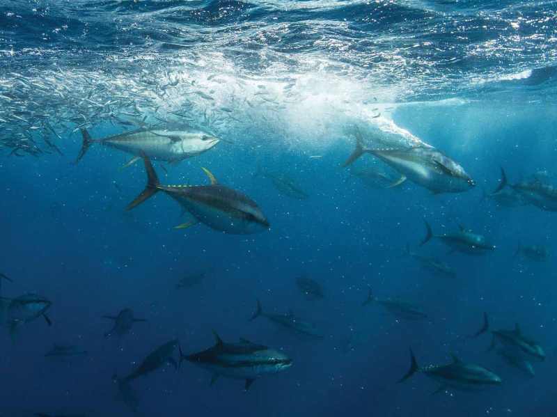 MAR323-bluefin-tuna-school-2 School of bluefin tuna