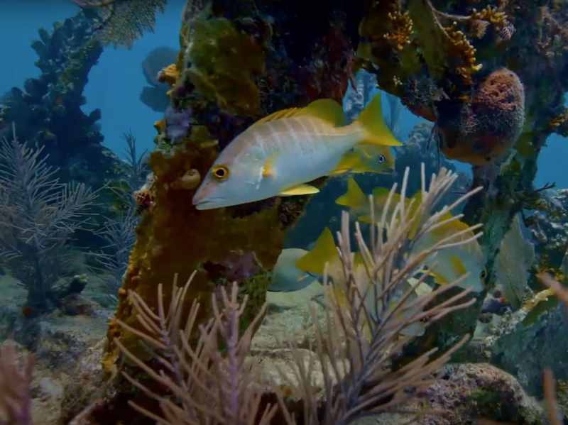 SWS-SPF323-Keys-Reefs Fish on Carysfort Reef