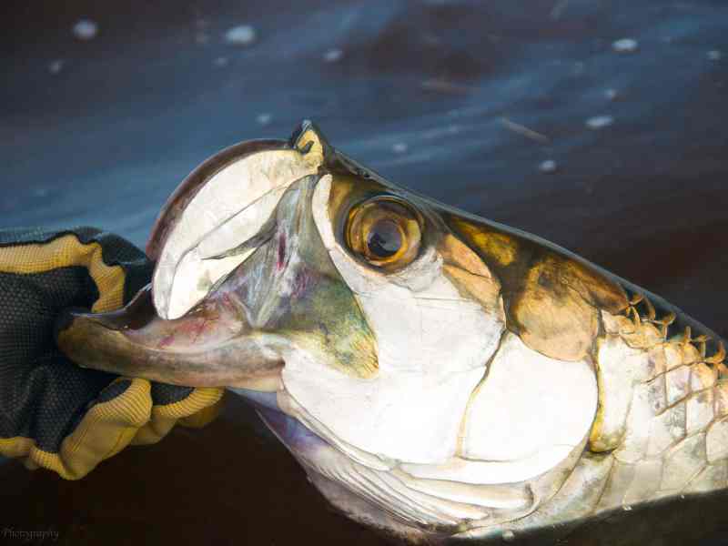 SPF0823-Belize-Tarpon-AdobeStock-184923796 Tarpon caught in Belize