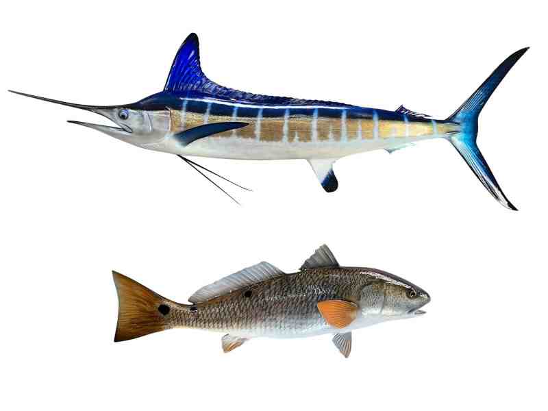 King Sailfish Mounts Release Mount