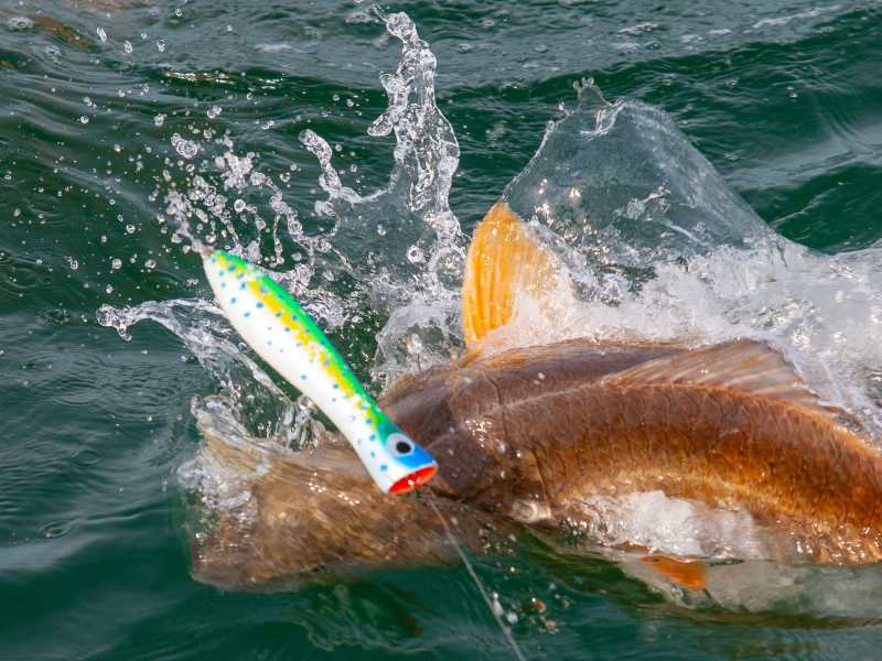 TAA-Bama0124-redfish-topwater Redfish chases topwater plug