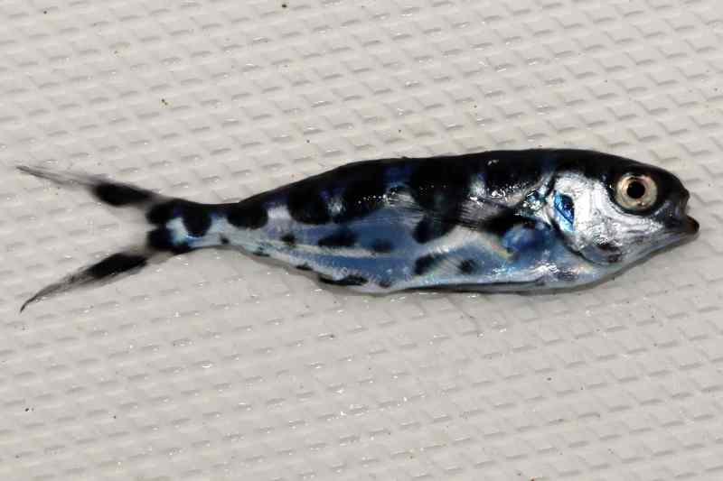 man-of-war-fish man of war fish