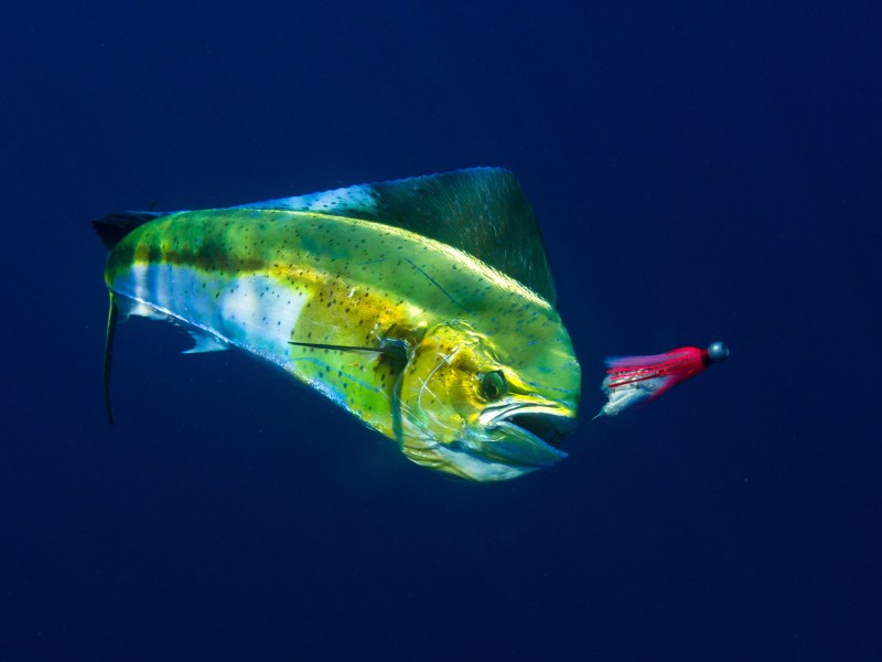 dolphin-with-trolling-lure underwater photo of a dorado mahi