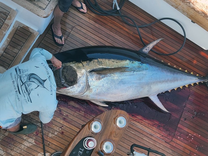 florida-gulf-bluefin Bluefin tuna caught in Gulf of Mexico