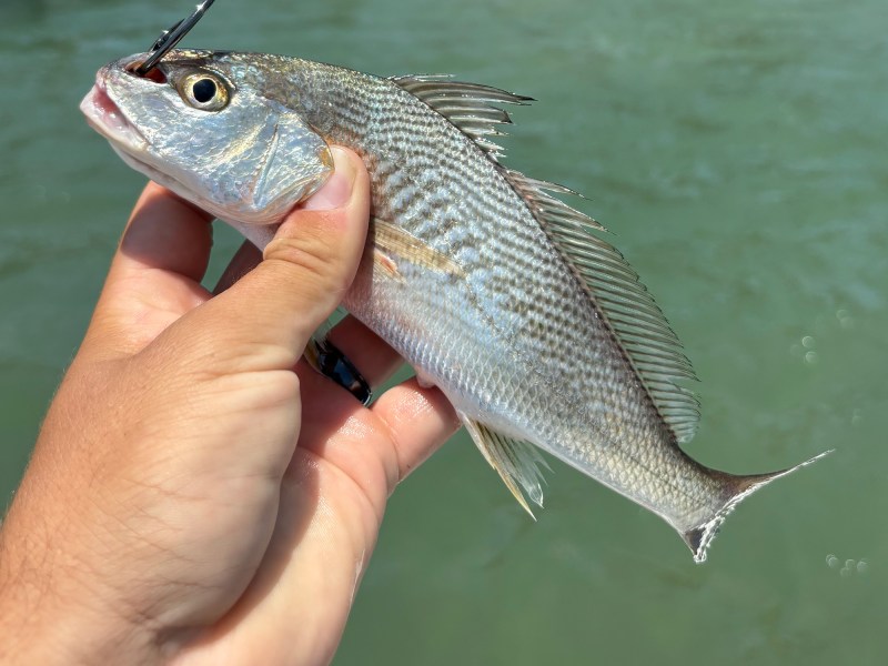 croaker-baitfish croaker baitfish
