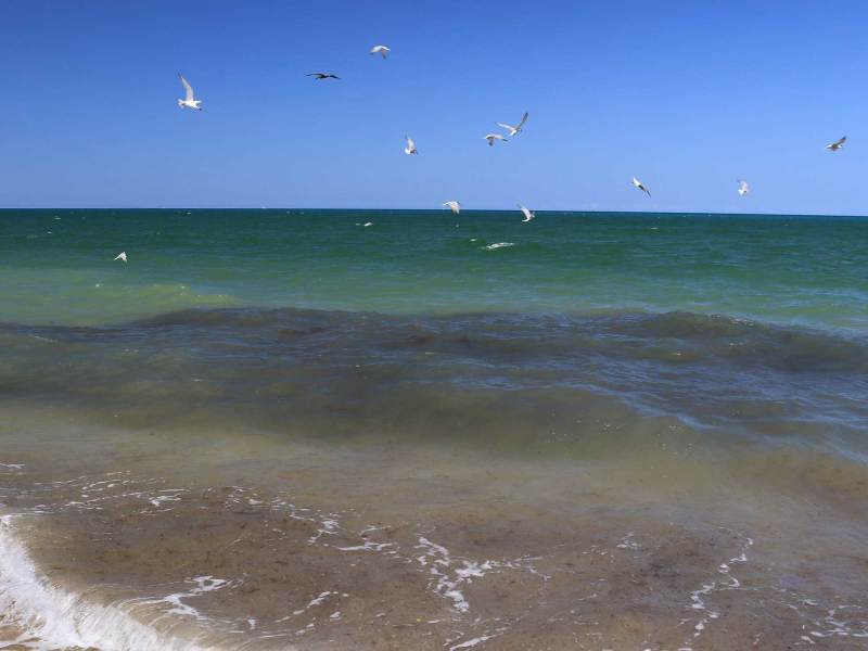 Birds along the coastline